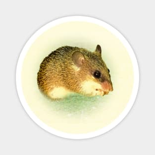 Cairo spiny mouse Magnet